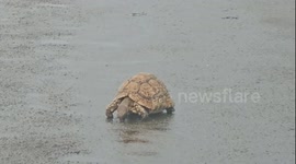 A spotted lepord tortoise quenching its thrist in the African sun after a gentle shower of rain in Hluhluwe