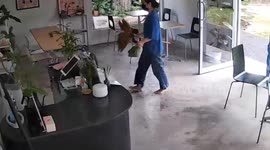 Unlucky black cat leaps onto cafe counter knocking over the till