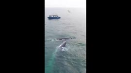 Over 70 Bryde's whales identified in 7 years near China's Weizhou Island