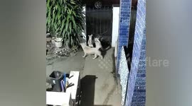 Cheeky pet dogs unlock garden gate to make escape