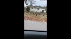 CrowPocalypse in New Jersey