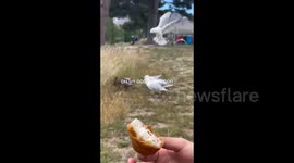 Cheeky duck steals fried chicken from couple's picnic