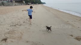 Stray cat tries to chase kid on beach