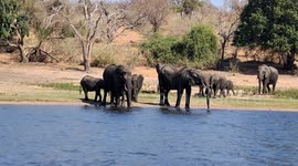 Family of elephants at Chobe Nature Reserve, Botswana.