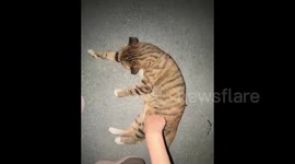 China: The Cat's Kicking Reflex