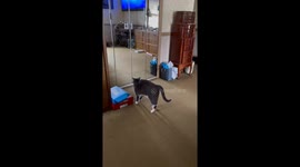 Ollie thinks there is another cat he sees in the mirror. He’s attacking the cat he sees. He is scared and feels threatened with his back up