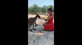 Feeding this beautiful kangaroo - I named him Keith the Kangaroo.