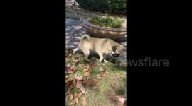 China: The Pug Kicking Its Legs on the Lawn