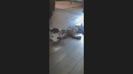 Kitten playing her mom's tails