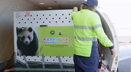 Public to visit new pandas soon in Australia's Adelaide Zoo