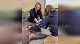 US: Yuna the Pregnant Tapir Expected to Deliver Rare Calf After 13-Month Wait