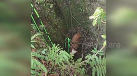 China: 400-Pound Cow Nearly Wins Tug-of-War Against 20 Rescuers After Falling Into 7-Meter Pit