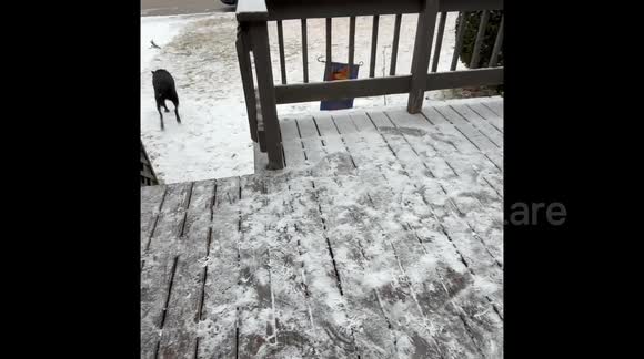 Letting our indoor kitty try the snow with dog and two girls