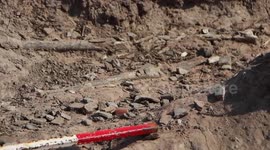 Shocked farmer finds ancient human skeleton in cassava field