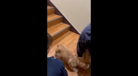 Exclusive: Chowder learns to go down the stairs: Clever corgi chooses the easy way out