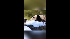 Pandas make debut before press in Washington D.C.