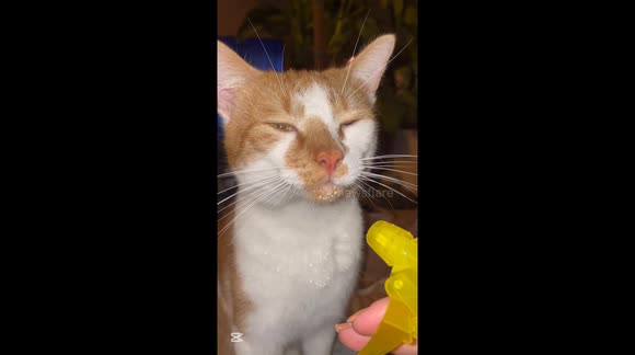 Hydration, but Make It Fancy: Cat Sips Straight from Spray Bottle