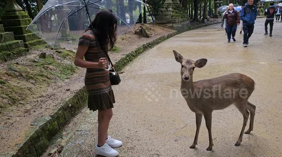 Nara deer bows to be given treats by little girl : cute scene