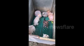 Non-plussed puppy lies in kennel with his excited siblings