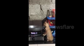 What's cooking? Pet kitten peers into wok preparing dinner