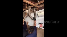 Huge 15ft python caught in cafe ceiling dragged out of building