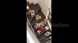 Twelve pet dogs line up on staircase in family's home