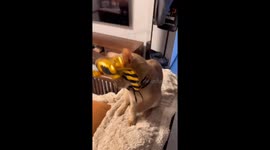 Adorable cat dressed as ancient Egyptian pharaoh in China