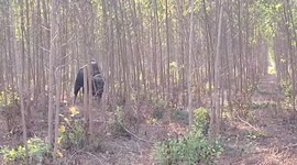 Wildlife officers climb tree to escape rampaging blinded bull