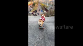 Corgi rides skateboard down a set of stairs in China