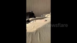 China: The Cat Helps the Dog Retrieve a Toy from the Bed
