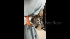 China: Cat Climbs onto Owner's Lap and Starts Purring