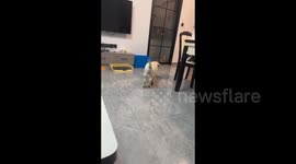 China: Dog Fails to Enter the Box