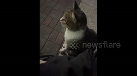 China: The Little Cat Sits Beside the Person and Meows