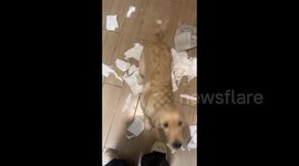 China: Voice-Activated Dog