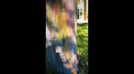 Stunning rainbow eucalyptus in Vero Beach, Florida