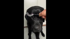 Chinese Labrador transforms into a glittering princess