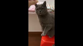 Chinese cat guesses freeze-dried snack correctly