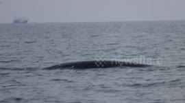 China: Bryde's whales draw scientists, tourists to China's Weizhou Island