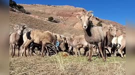 US: Historic Bighorn Sheep Relocation in Colorado
