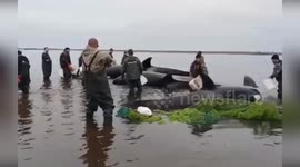 Russia: Heroes of the Kamchatka Orca Rescue Could Win Prestigious International Award