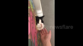 China: Tuxedo Cat Bites Anyone Gets Close