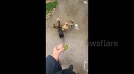 China: Don’t Forget the Crippled Puppy