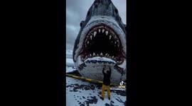 Bran new shark discovered in Antarctica there by science last month