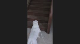 Exclusive- 'Bo the bunny-dog':  American bully hops up stairs with short legs and a big heart