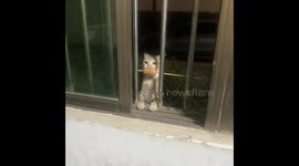 Chinese cat with sausage stuck at window bars