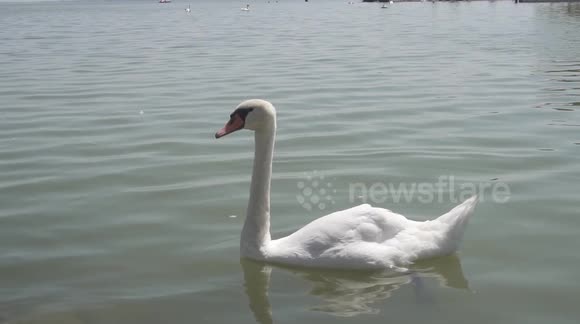 Close-Up of a beautiful white swan floating over the water at Lake Balaton in Hungary.