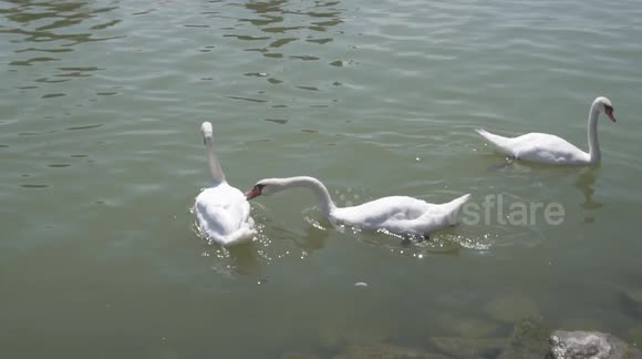 White Swan suddenly attacking his peer at Lake Balaton in Hungary!