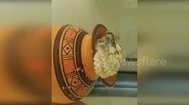 US: Octopus Arms Control Movement with Segmented Nervous System, New Research Reveals