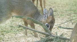 Austria: First-Ever Baby Kirk Dikdik Born at Vienna Zoo
