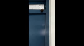 Large bat surprises students by hanging on classroom door in China